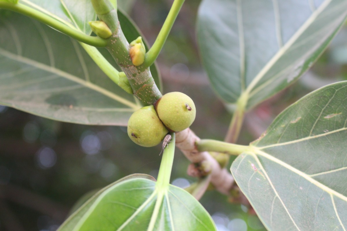 Ficus benghalensis L.